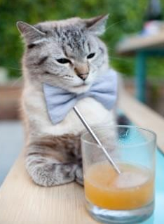 《跑跑卡丁车》职业联赛与《QQ飞车》手游联赛的速度与激情，跑跑卡丁车手游职业联赛什么时候开始