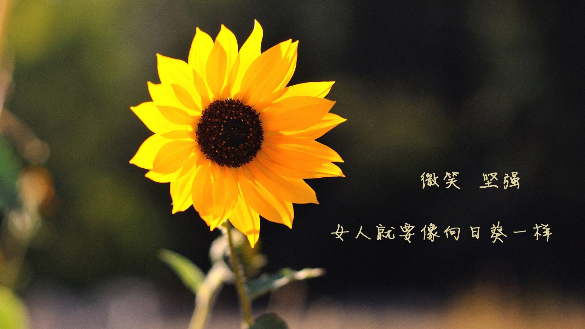 德国媒体：伊朗踢出了“波斯艺术”足球，伊朗波兰球