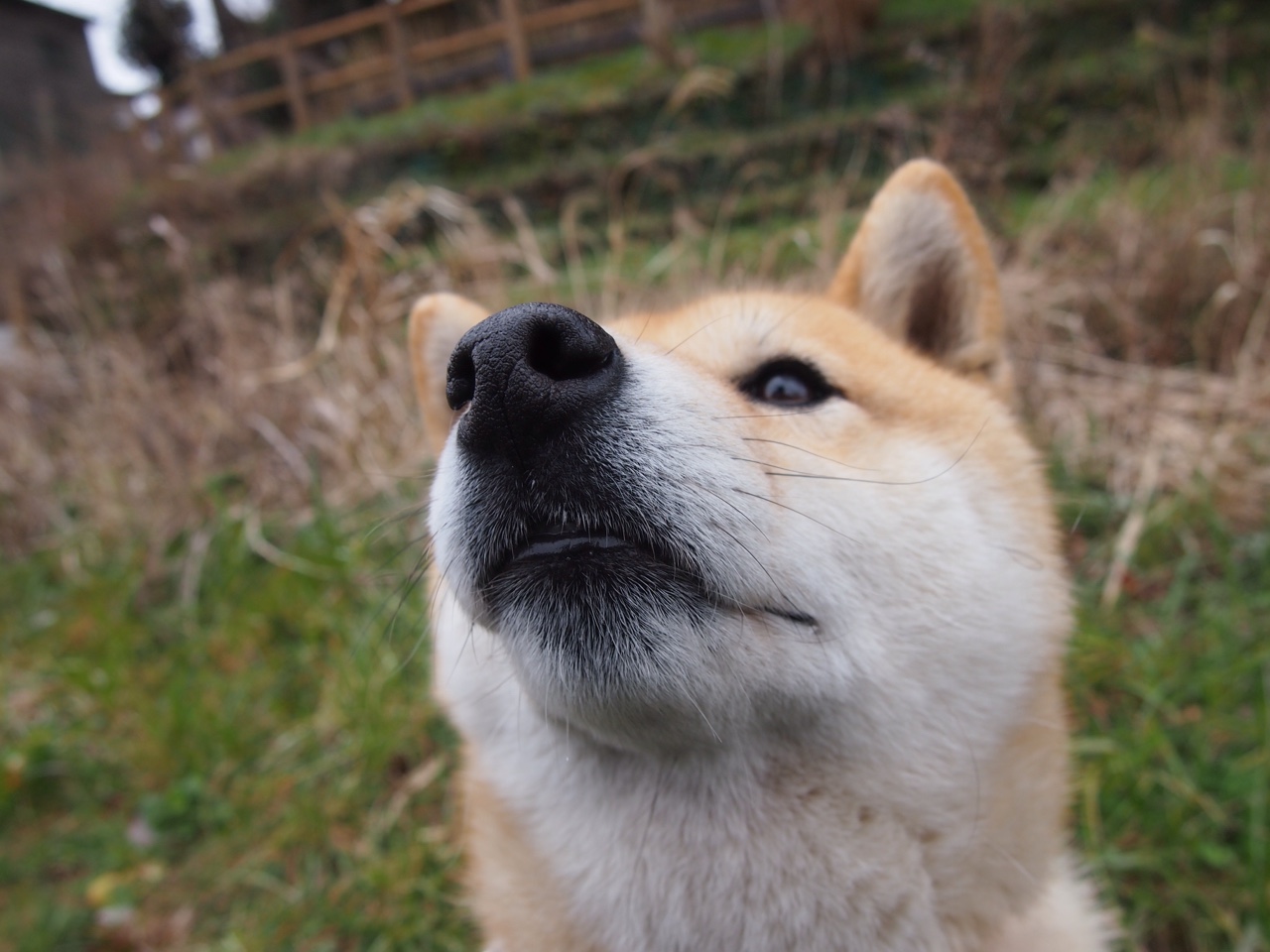 小组赛“黑马”球队的奇迹故事，nba黑马球队
